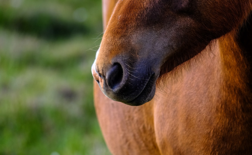 5 tipov ako vytvoriť správny manažment pre dýchavičného koňa.